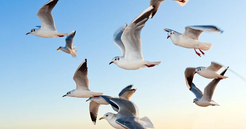 Auchan animalerie : l'autre oiseau qui sème la confusion