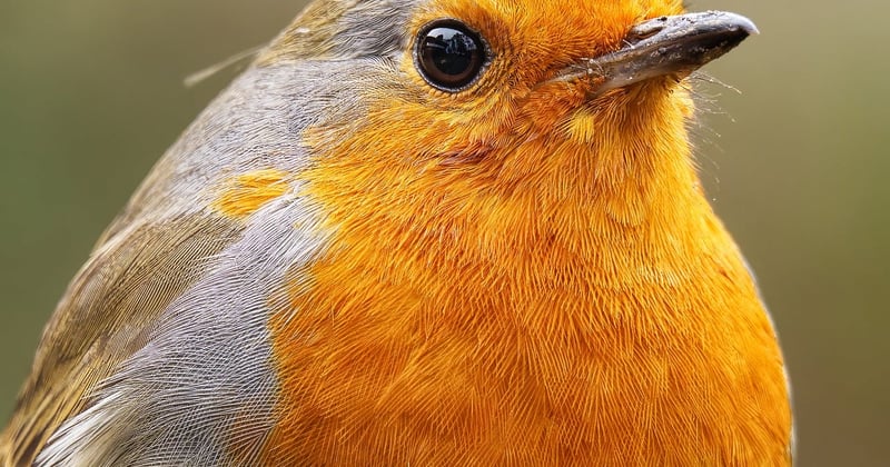 Auchan oiseau : l'offre inattendue qui affole les animaleries